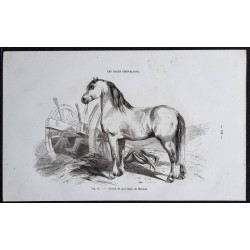 1861 - Cheval de gros trait du Hainaut 