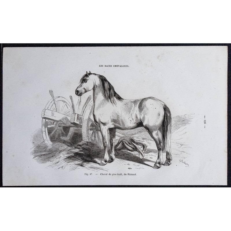 1861 - Cheval de gros trait du Hainaut 