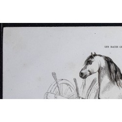 1861 - Cheval de gros trait du Hainaut 