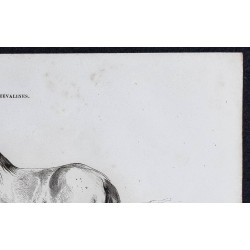 1861 - Cheval de gros trait du Hainaut 
