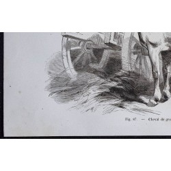1861 - Cheval de gros trait du Hainaut 
