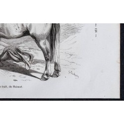 1861 - Cheval de gros trait du Hainaut 