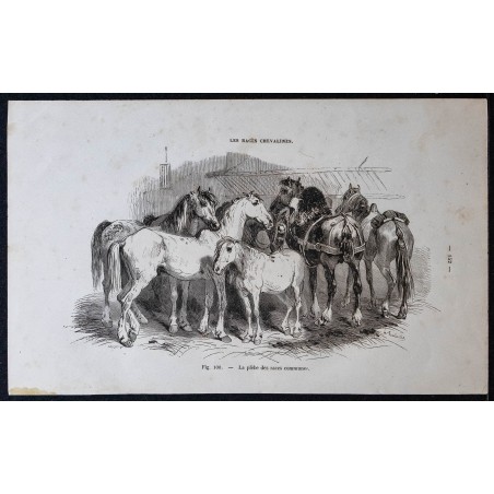 1882 - Cheval de grande race percheronne - Gravure ancienne - Équitation 1882 - Cheval de grande race percheronne - Gravure ancienne - Équitation