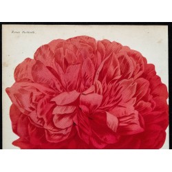 1864 - Pivoine Carrière 