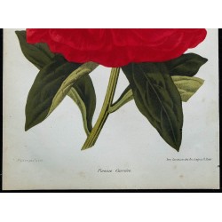 1864 - Pivoine Carrière 