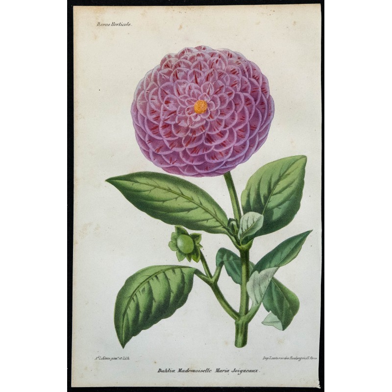 1864 - Dahlia Maria Joigneaux 