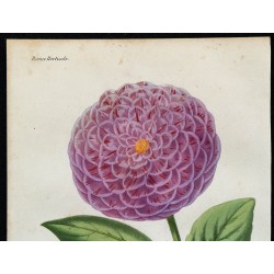 1864 - Dahlia Maria Joigneaux 
