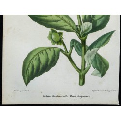 1864 - Dahlia Maria Joigneaux 