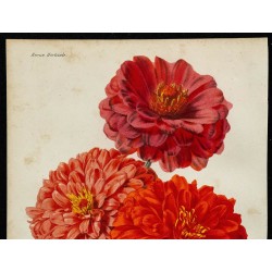 1864 - Zinnia à fleurs doubles 