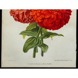 1864 - Zinnia à fleurs doubles 