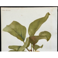 1864 - Pomme Reine des Reinettes 