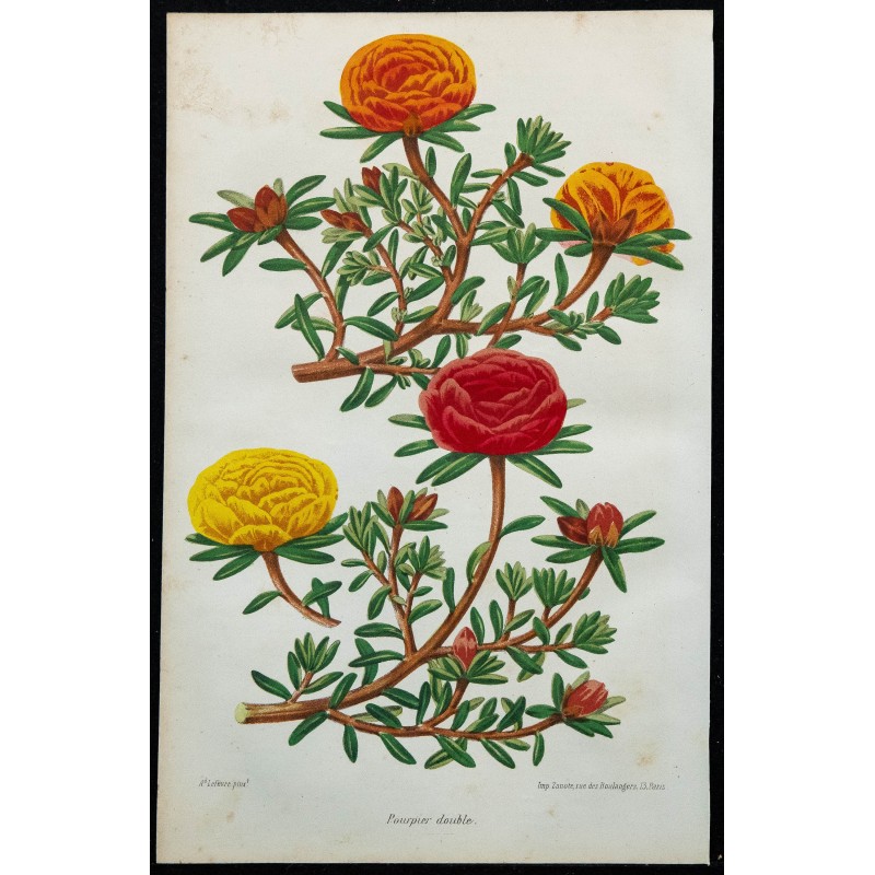 1864 - Pourpier double 1864 - Pourpier double