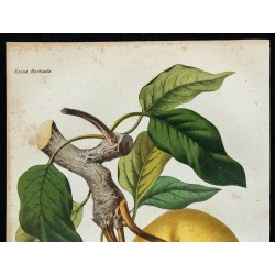 1864 - Poire roux cárcas 