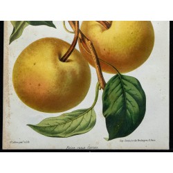1864 - Poire roux cárcas 