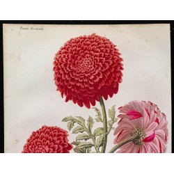 1864 - Chrysanthème 
