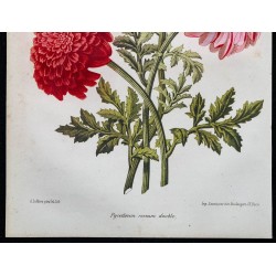 1864 - Chrysanthème 