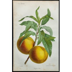 1864 - Brugnon Jalous 