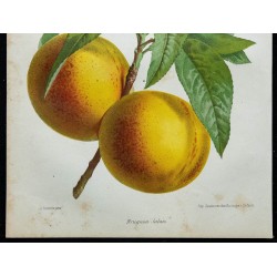 1864 - Brugnon Jalous 