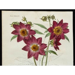 1864 - Dahlia 