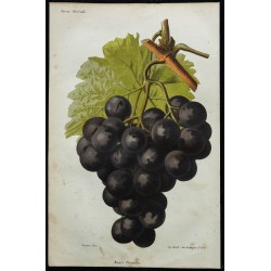 1863 - Raisin Prunella 