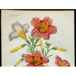1863 - Salpiglossis nain pourpre 