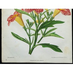 1863 - Salpiglossis nain pourpre 