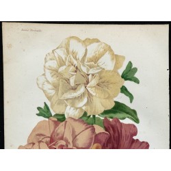 1863 - Pétunia 