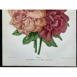 1863 - Pétunia 