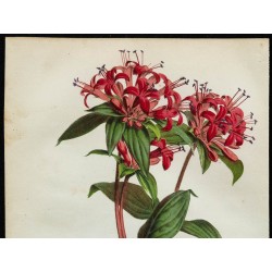 1855 - Ixora rouge 