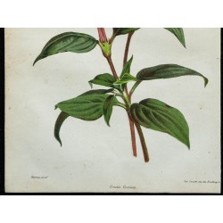 1855 - Ixora rouge 