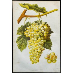 1863 - Raisin Sultanine 