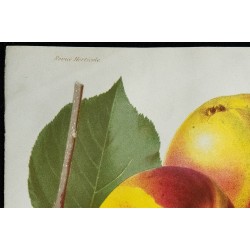 1863 - Pomme rose de Hollande & Pomme jaune de la Sarthe 