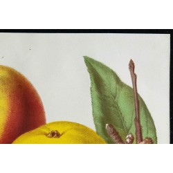 1863 - Pomme rose de Hollande & Pomme jaune de la Sarthe 