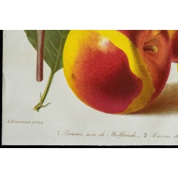 1863 - Pomme rose de Hollande & Pomme jaune de la Sarthe 