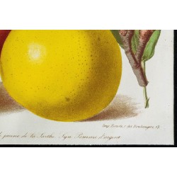 1863 - Pomme rose de Hollande & Pomme jaune de la Sarthe 