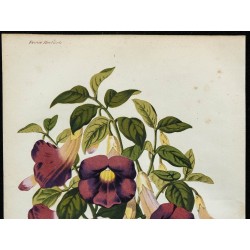 1864 - Thunbergia erecta 