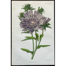 1863 - Aster de Stokes 