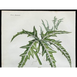 1863 - Courge Digitée (Cucurbita digitata) 