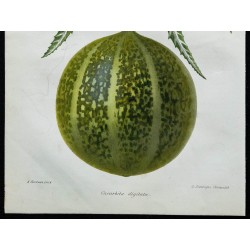 1863 - Courge Digitée (Cucurbita digitata) 