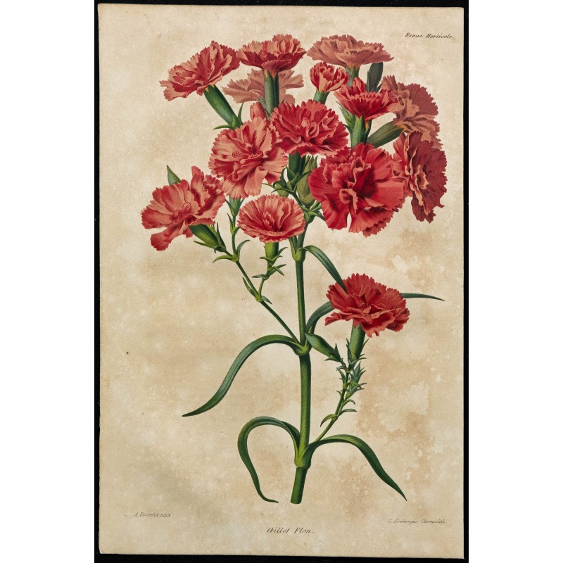 1863 - Œillet 