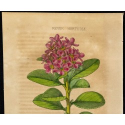 1855 - Escallonia rouge 