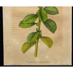 1855 - Escallonia rouge 