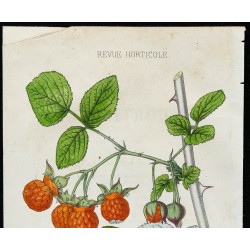 1855 - Framboisier (Rubus biflorus) 