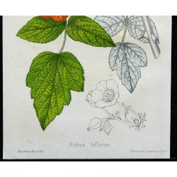 1855 - Framboisier (Rubus biflorus) 