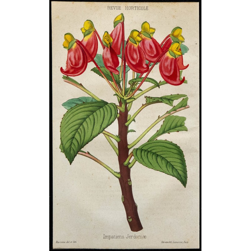 1855 - Impatiens Jerdoniae 1855 - Impatiens Jerdoniae