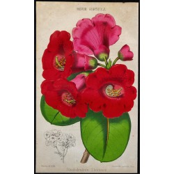 1855 - Rhododendron 