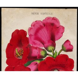 1855 - Rhododendron 