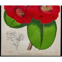 1855 - Rhododendron 