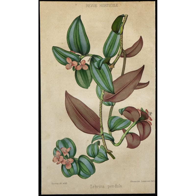 1855 - Misère rayée (Zebrina pendula) 1855 - Misère rayée (Zebrina pendula)