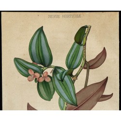 1855 - Misère rayée (Zebrina pendula) 